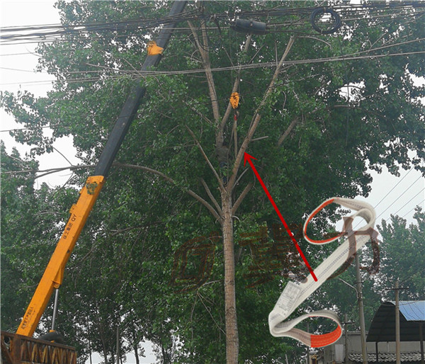 吊裝帶吊大樹，大樹吊裝帶